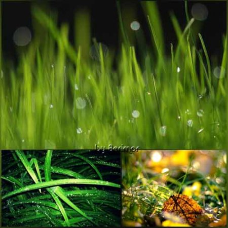  Различные фото потрясающей травы
